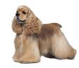 American Cocker Spaniel dog breed