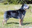 Australian Cattle Dog Standing