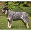 Australian Cattle Dog Looking