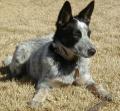 Australian Cattle Dog laying