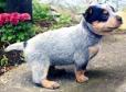 Australian Cattle Dog Puppy