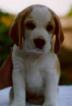 Beagle Puppy