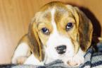 Beagle's puppy dog eyes