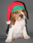 Santa's little Beagle helper