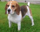 Standing Beagle