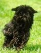 Affenpinscher 2