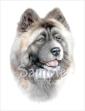 Akita dog face