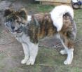 Akita dog
