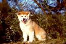 Akita dog