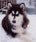 Alaskan Malamute