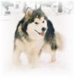 Alaskan Malamute prowl