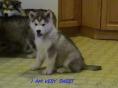 Alaskan Malamute puppy