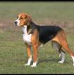 American Foxhound Hunting