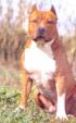 The American Staffordshire Terrier bold