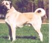 Anatolian Shepherd