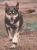 Australian Kelpie running