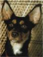 Australian Kelpie