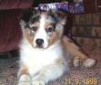 Australian Shepherd