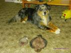 Australian Shepherd