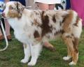 Australian Shepherd