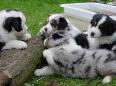 Australian Shepherd puppies