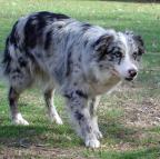 Australian Shepherd