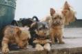 Australian Terrier