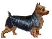Australian Terrier