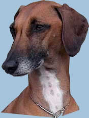 Azawakh