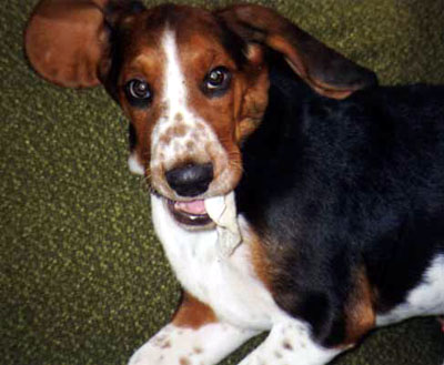 basset-hound