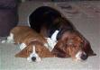 bassets