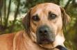 Blackmouth Cur Face