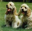 American Cocker Spaniels